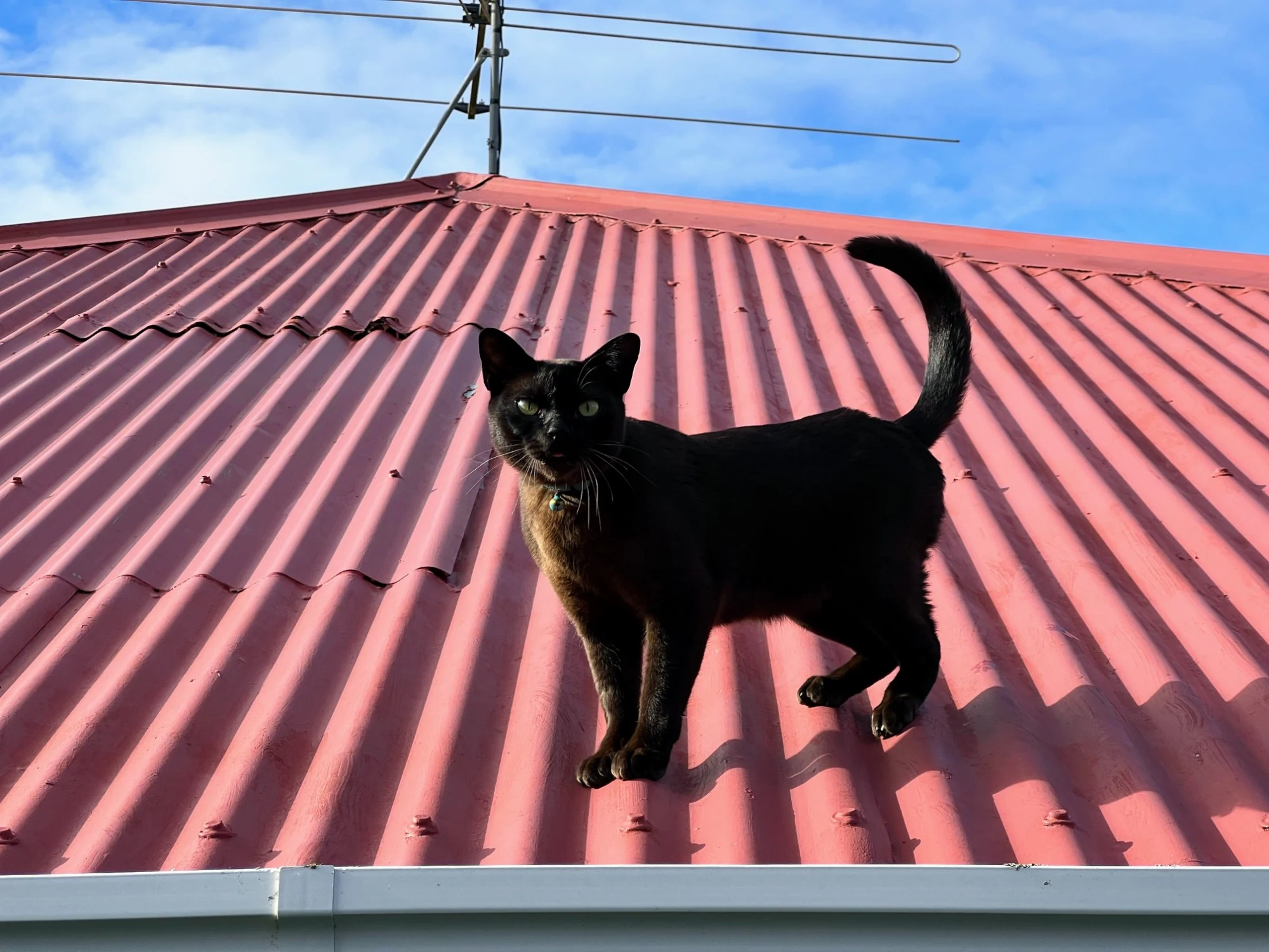 Richard Parker the Burmese cat standing on the ridge of a red corrugated iron roof